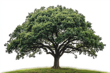 Fototapeta premium oak tree on white background