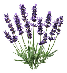 Obraz premium PNG Freshly cut lavender flowers arranged in a bouquet