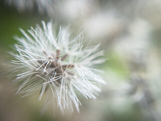 The Secret Life of Pollen: Macro Photography of Flower Details.  