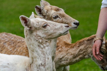 Neugierige Rehe warten darauf gefüttert zu werden