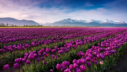 large field of blooming purple tulips flowers and botany