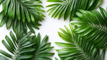 Lush green palm fronds arranged on white background.