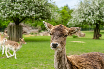 Ein neugieriges Reh wartet darauf gefüttert zu werden