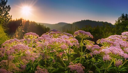 valeriana officinalis flowers