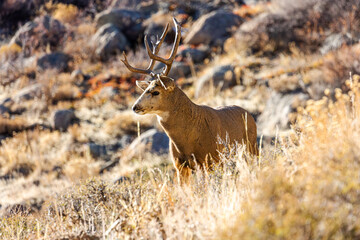 Wild Buck in Estes Park, Colorado