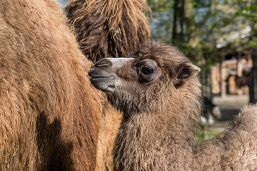 Nahaufnahme eines jungen Kamel im Profil