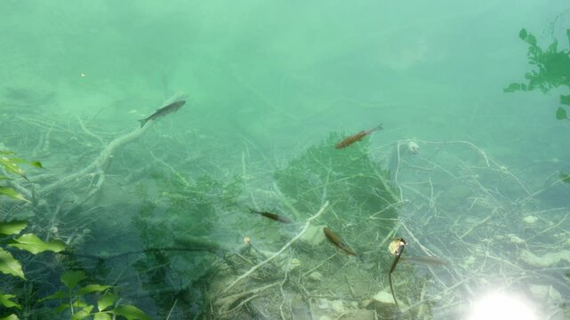 Fish in the Plitvice Lakes National Park. Flock of roach swims  in the clear water of Lake Kozyak. Freshwater fish species of the Croatian National Park, listed as a UNESCO World Heritage Site.