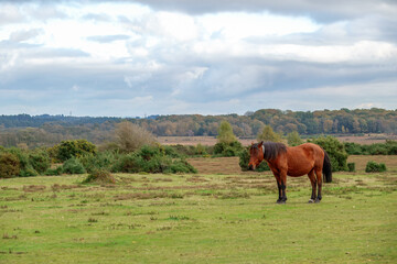 New Forest Pony with Autumn landscape scenery in the background Hampshire England