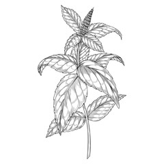 Vector illustration of a Mint plant with detailed leaves and a central stalk. Linear drawing painted by black inks of kitchen and medical herb. Outline monochrome botanical etching.