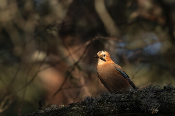 Eurasian jay perched on a mossy log during a serene woodland afternoon