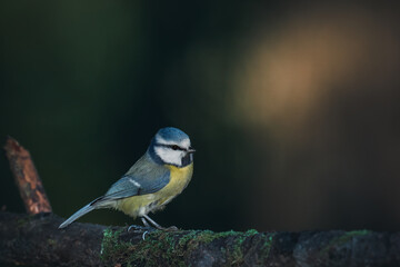 Blue tit perched on a moss-covered log in a serene woodland during late afternoon light