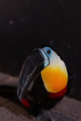 Channel-billed toucan sitting on the branch in indoor zoo.