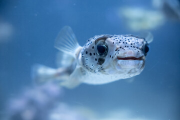 Cute porcupine fish puffer fish swimming in clear water. © marchsirawit