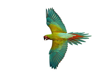Colorful flying Military Macaw parrot isolated on transparent background png file
