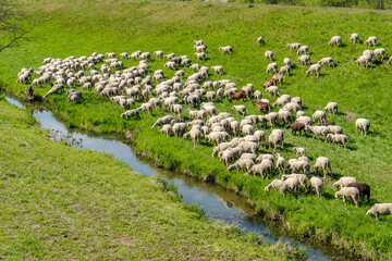 Schafherde am Bach – Idyllisches Naturbild