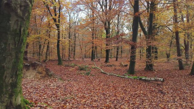 Forest covered with brown autumn leaves under subdued daylight, filmed by a drone flying forward at eye level. Drone push in.
