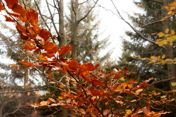 Czerwone liście na gałęzi w tle drzewa jesienią