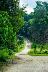 Exploring the scenic pathway in lush green forest nature photography tranquil environment serene viewpoint adventure concept