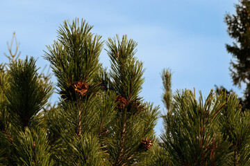 Wierzchołki iglastych krzew&oacute;w z szyszkami na tle niebieskiego nieba