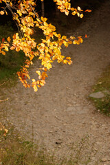 Ż&oacute;łte liście drzew widziane z g&oacute;ry, poniżej leśna droga