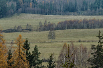 Samotna brzoza na środku pola w tle las © Gyurkowich