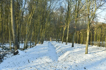 Fossé sous la neige dans le bois du domaine d'Arenberg à Enghien 
