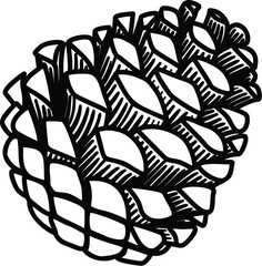 Drawing pine cone isolated, for printing, coloring, engraving and so on. Vector illustration