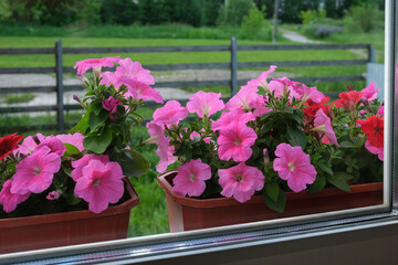 View of bright pink and red petunia flowers  through glass, blooming plants in plastic pot on window sill, selective focus. High quality photo