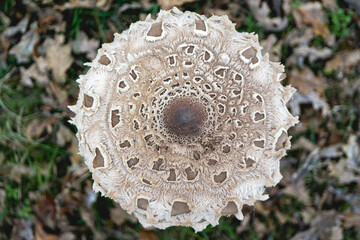 Parasol mushroom in the wild. In the National Park in De Zilk, The Netherlands.