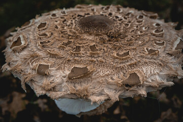 Parasol mushroom in the wild. In the National Park in De Zilk, The Netherlands.