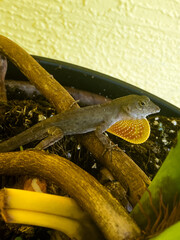 Lagarto en un &aacute;rbol