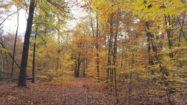 Tranquil autumn forest with brown and yellow leaves in soft daylight, captured at eye level. Drone push in.