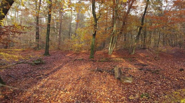 Soft sunlight filters through colorful autumn trees in the forest. Drone flies at eye level with a gentle push in.