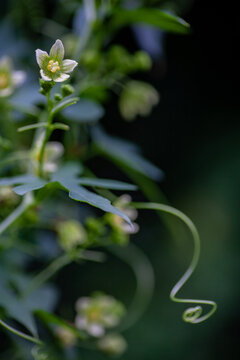 Bl&uuml;ten der Zaunr&uuml;be (Bryonia)