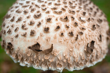 Parasol mushroom in the wild. In the National Park in De Zilk, The Netherlands.