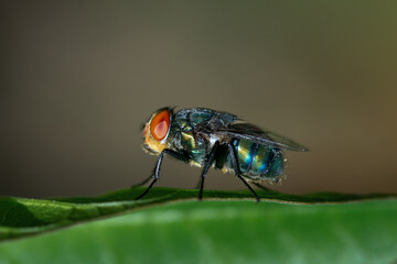 fly on leaf