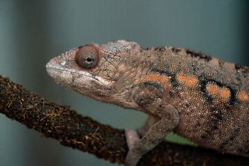 A close-up image of a chameleon perched on a textured branch. 