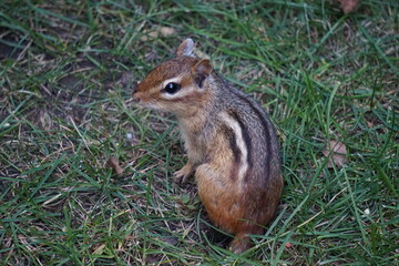 Chipmunk in the garden