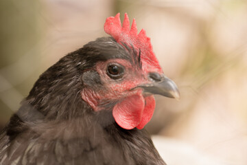 Speckled Hen Chicken Farm Livestock Animal Portrait