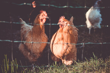 Speckled Hen Chicken Farm Livestock Animal Portrait