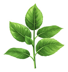 Fototapeta premium PNG Green leafy branch with various sizes of leaves