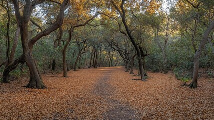 Fototapeta premium Autumnal Path Through A Canopy Of Trees