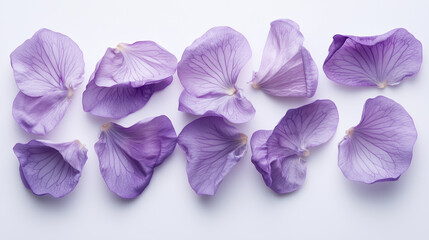 purple petal flower on aesthetic background,free space for text
