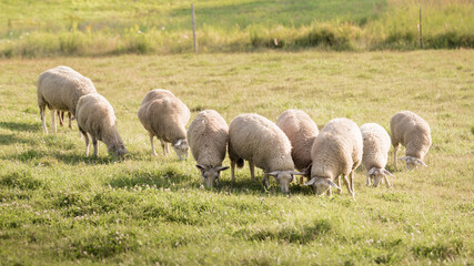 Fototapeta premium Flock of Farm Livestock Sheep Grazing on Grass Meadow