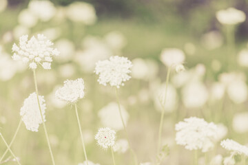 Queen Anne Lace Delicate Summer flower Blurry Nature Background