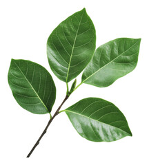 Fototapeta premium PNG Bright green leaves on a branch in sunlight