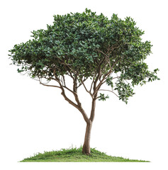 Obraz premium PNG Tree on grass in bright daylight