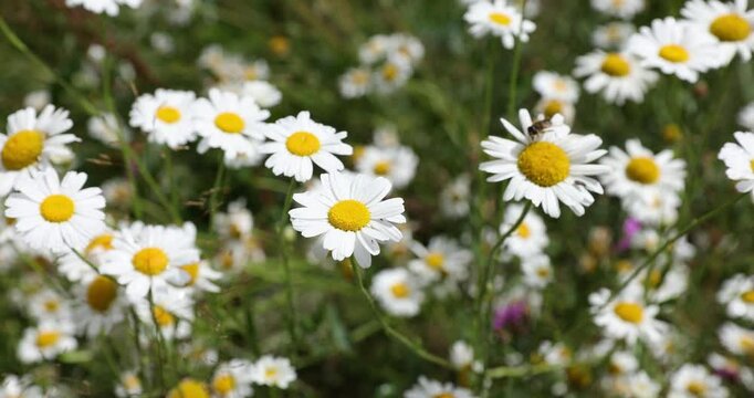 4k movie of closeup view of a field with white dalmatian pyrethrum flowers in spring season.