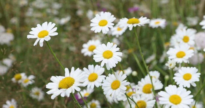 4k movie of closeup view of a field with white dalmatian pyrethrum flowers in spring season.