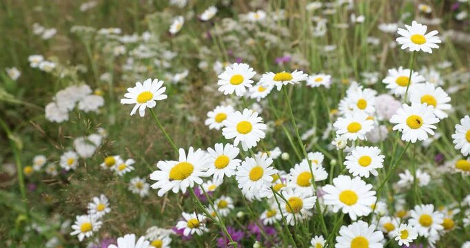 4k movie of closeup view of a field with white dalmatian pyrethrum flowers in spring season.